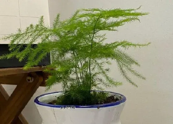 植物百科|文竹是什么植物