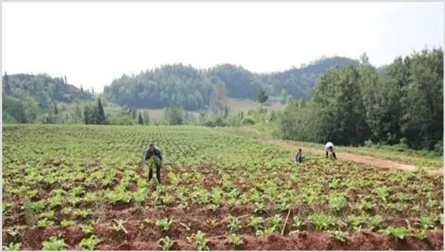 春季露地萝卜的田间管理技巧 | 种植资料