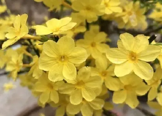 花语|迎春花花语及代表意义