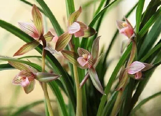 花卉百科|兰花是哪个国家的国花