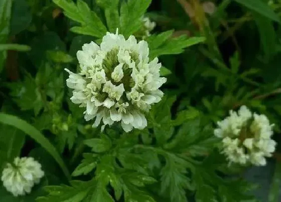 植物百科|艾草会开花吗 开花是什么样子的