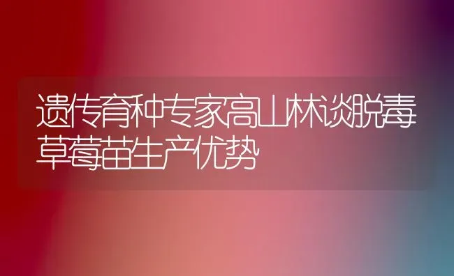 遗传育种专家高山林谈脱毒草莓苗生产优势 | 瓜果种植