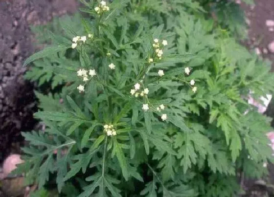 植物百科|艾草会开花吗 开花是什么样子的