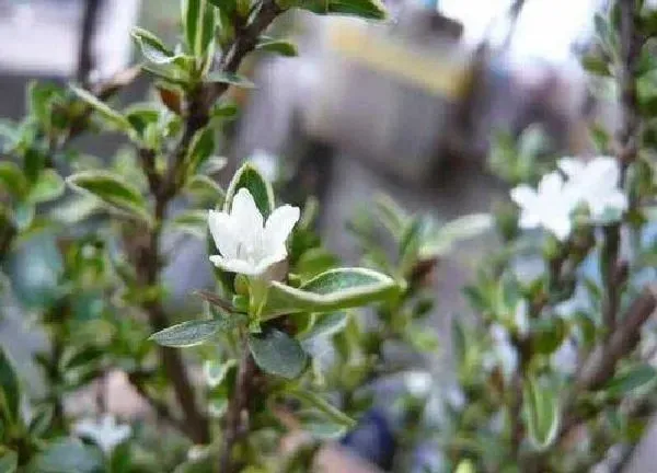 养殖科普|六月雪会开花吗