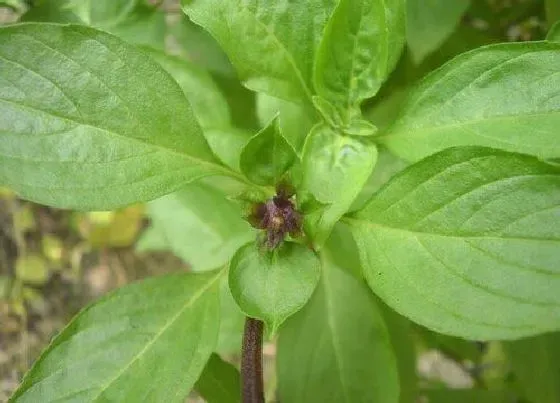 植物播种|九层塔种子怎么种植