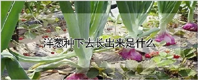 洋葱种下去长出来是什么 | 种植资料