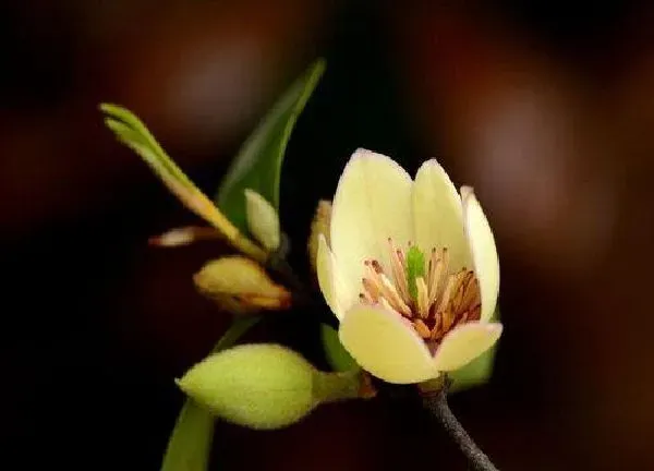 养殖科普|含笑花喜阴还是喜阳光的植物