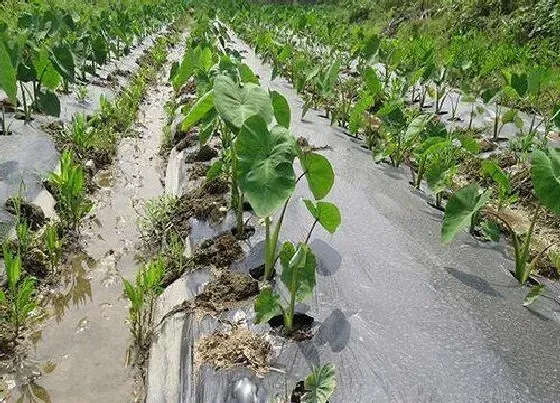 种植管理|芋头几月份种合适