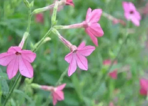 花期|花烟草花期是什么时候