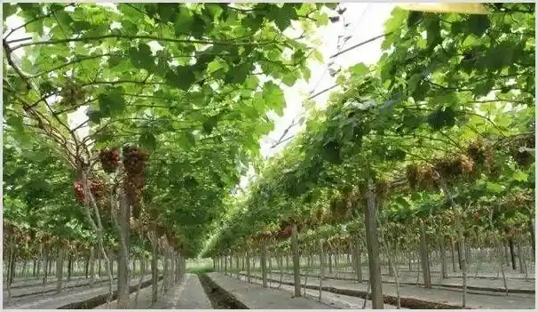 葡萄建园方案和品种选择 | 种植技术