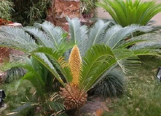 冬天植物|铁树耐寒多少度