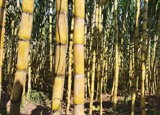 种植管理|河南地区甘蔗几月份种植合适
