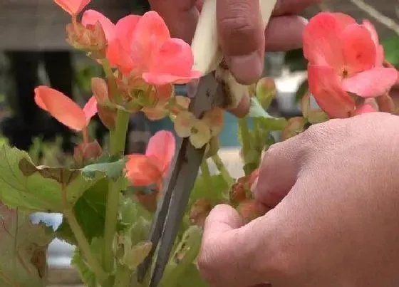 植物修剪|海棠花怎么剪枝 修剪技术与技巧图解