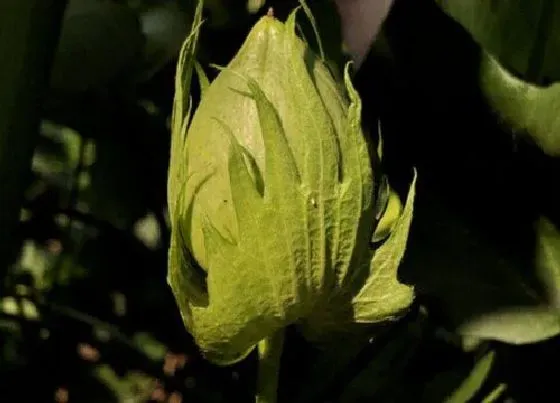 开花时间|棉花是什么季节开的花