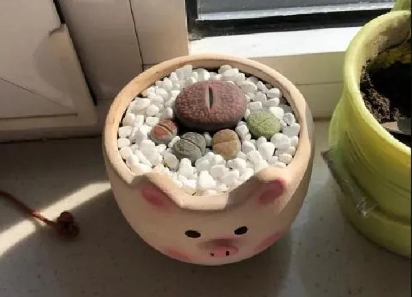 植物浇水|屁屁花刚种要浇水吗
