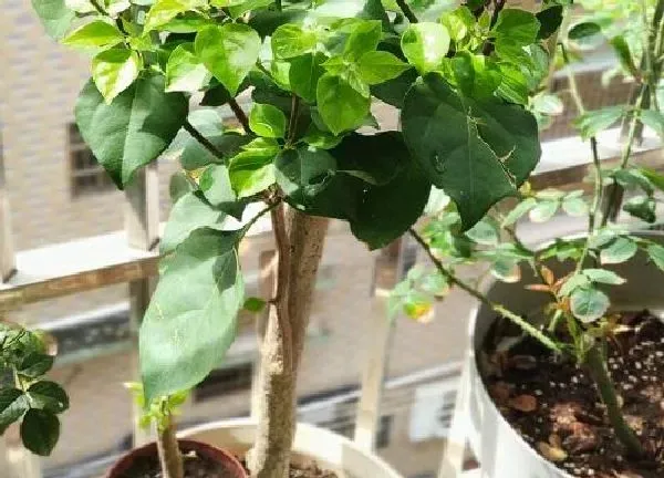 养殖科普|蚯蚓土适合养什么花卉植物