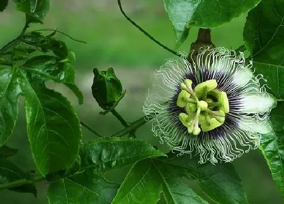 开花时间|百香果一年开几次花