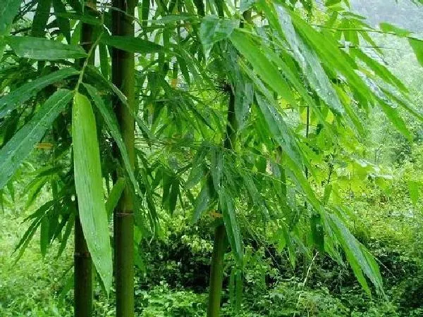 植物移栽|竹子怎么移植 掌握移栽时间和方法是关键