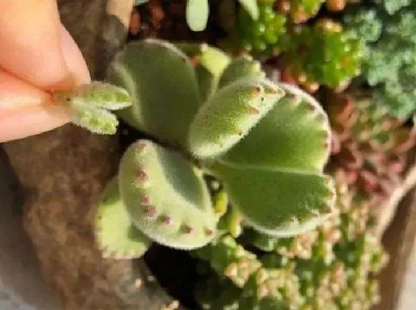 植物浇水|熊童子怎么浇水方法 一次浇多少水合适