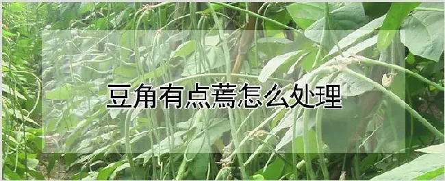 豆角有点蔫怎么处理 | 养殖技术