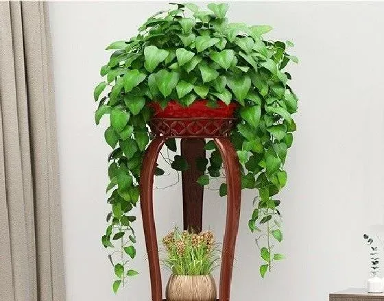 植物病害|绿萝黄叶病用什么药效果好 病因及防治方法