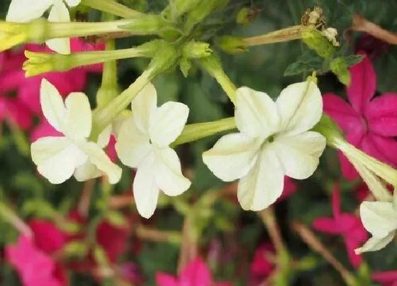 花期|花烟草花期是什么时候