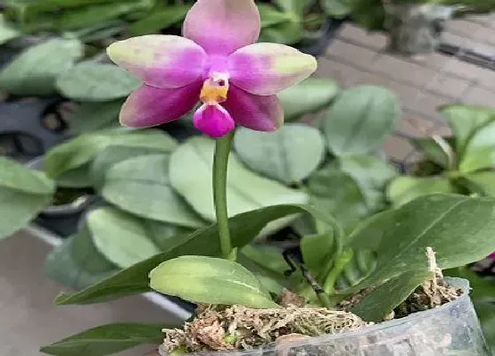 植物排行|什么品种蝴蝶兰最好养 推荐蝴蝶兰品种排名