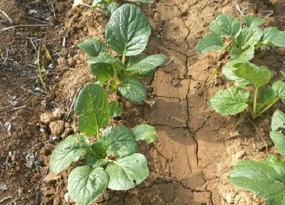 种植方法|黄心乌塌菜种植时间和方法 栽培管理技术