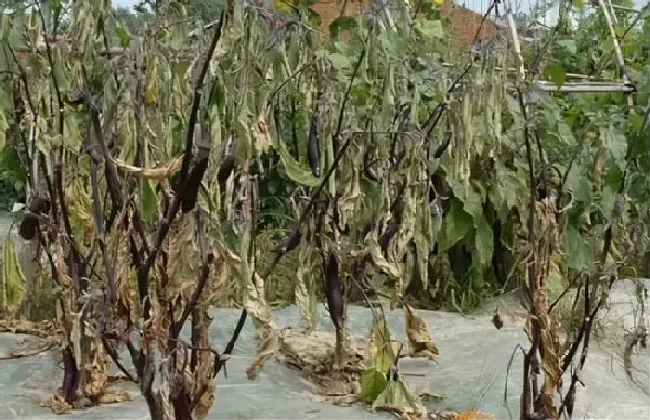 植物病害|茄子干叶是什么病用什么药能治（茄子叶子干枯病治疗方法）