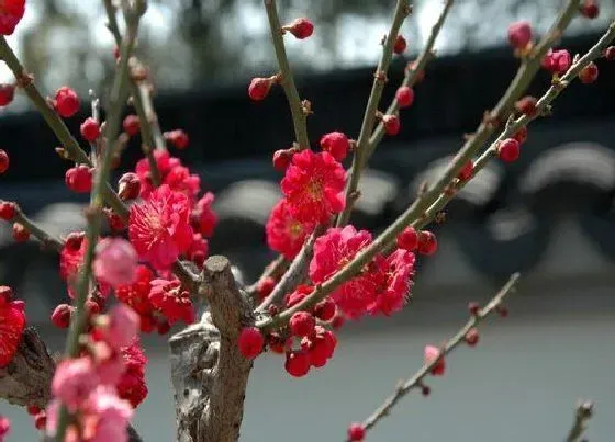 习性特点|梅花的生长习性特点和生长环境条件