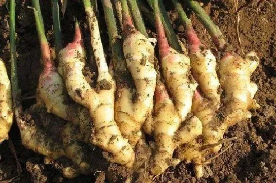 种植方法|姜的种植方法和时间
