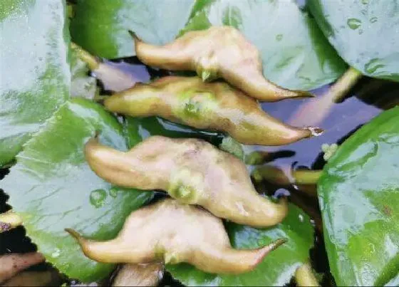 食用科普|菱角是热性还是凉性