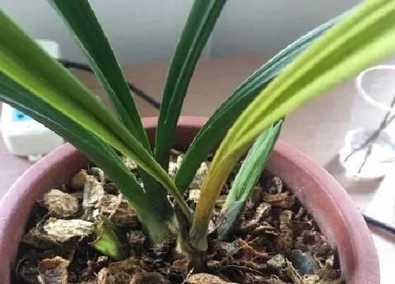 烂心|兰花烂心怎么办
