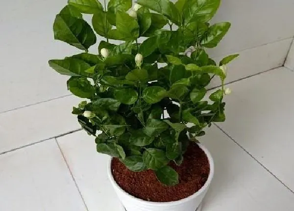 植物浇水|茉莉花冬天怎么浇水