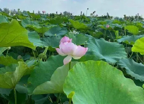 植物百科|荷花生长在什么地方