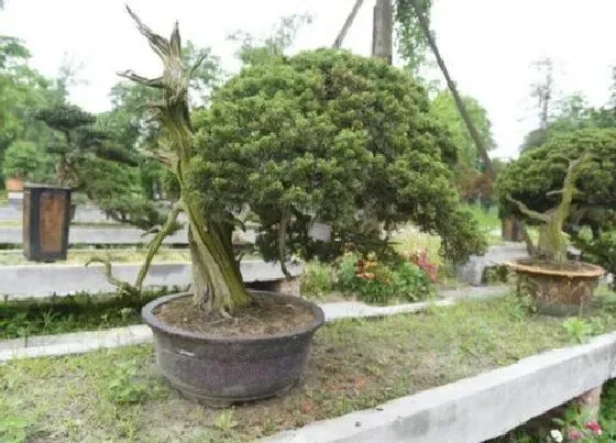 植物修剪|真柏盆景怎么修剪 在什么时候修剪合适