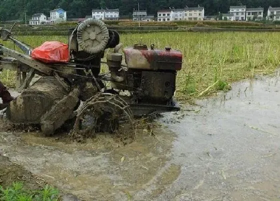 植物播种|湖北中稻什么时候播种合适