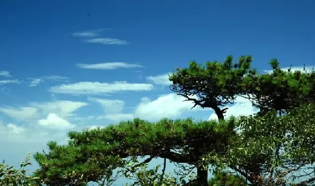 种植土壤|中国十大松树