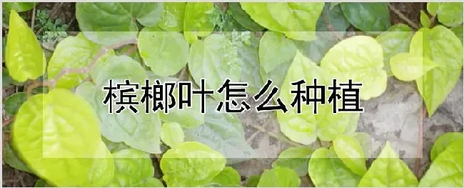 槟榔叶怎么种植 | 农业技术