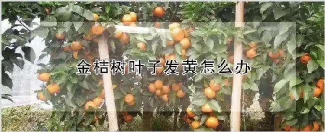 金桔树叶子发黄怎么办 | 农业科普