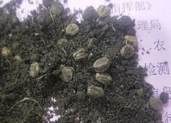 植物百科|人参有种子吗