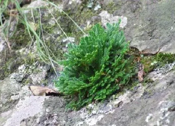 功效常识|还魂草的功效与作用及食用方法