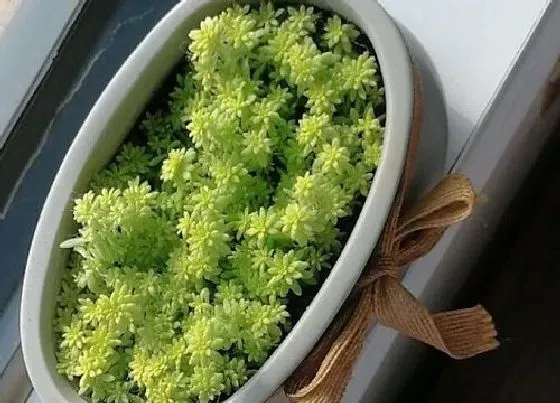 植物繁殖|黄金草怎么繁殖方法和注意事项