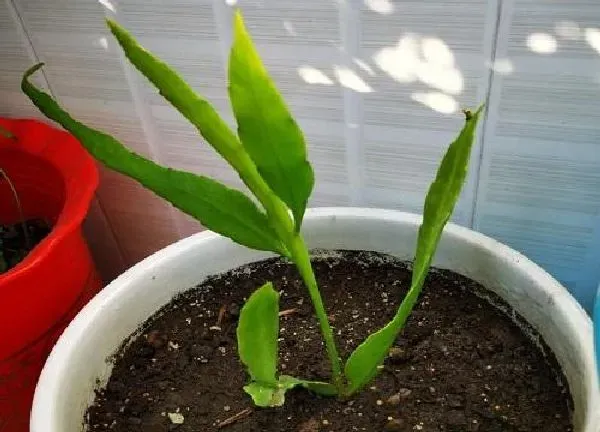 植物移栽|昙花什么时候换盆好