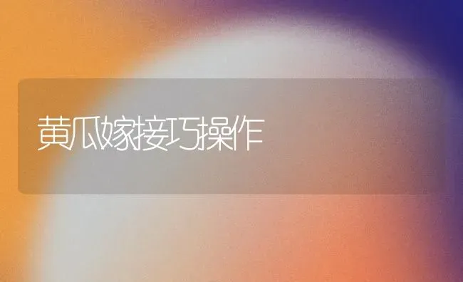 黄瓜嫁接巧操作 | 蔬菜种植