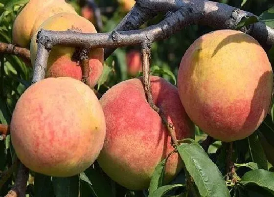 食用常识|桃子什么季节吃最好