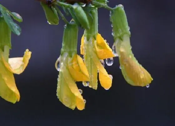 开花时间|金雀花什么时候开花 花期开多长时间