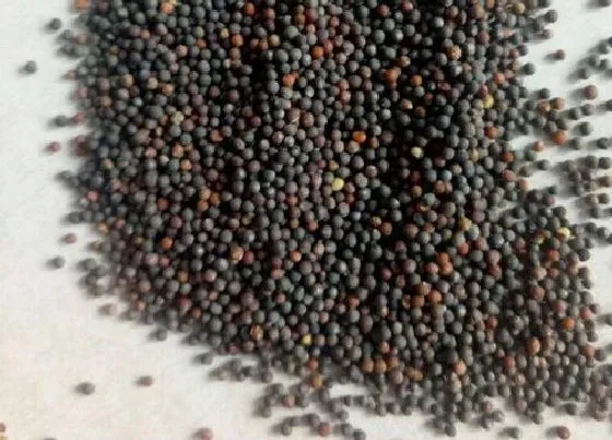 植物播种|芥兰种子什么时候播种最好