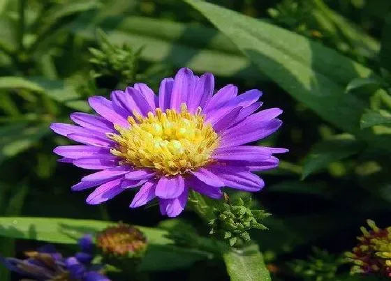 开花时间|荷兰菊一年四季开花吗