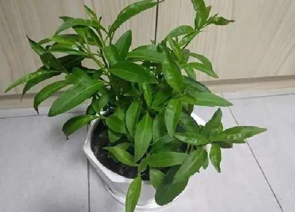 植物浇水|夜来香多久浇一次水